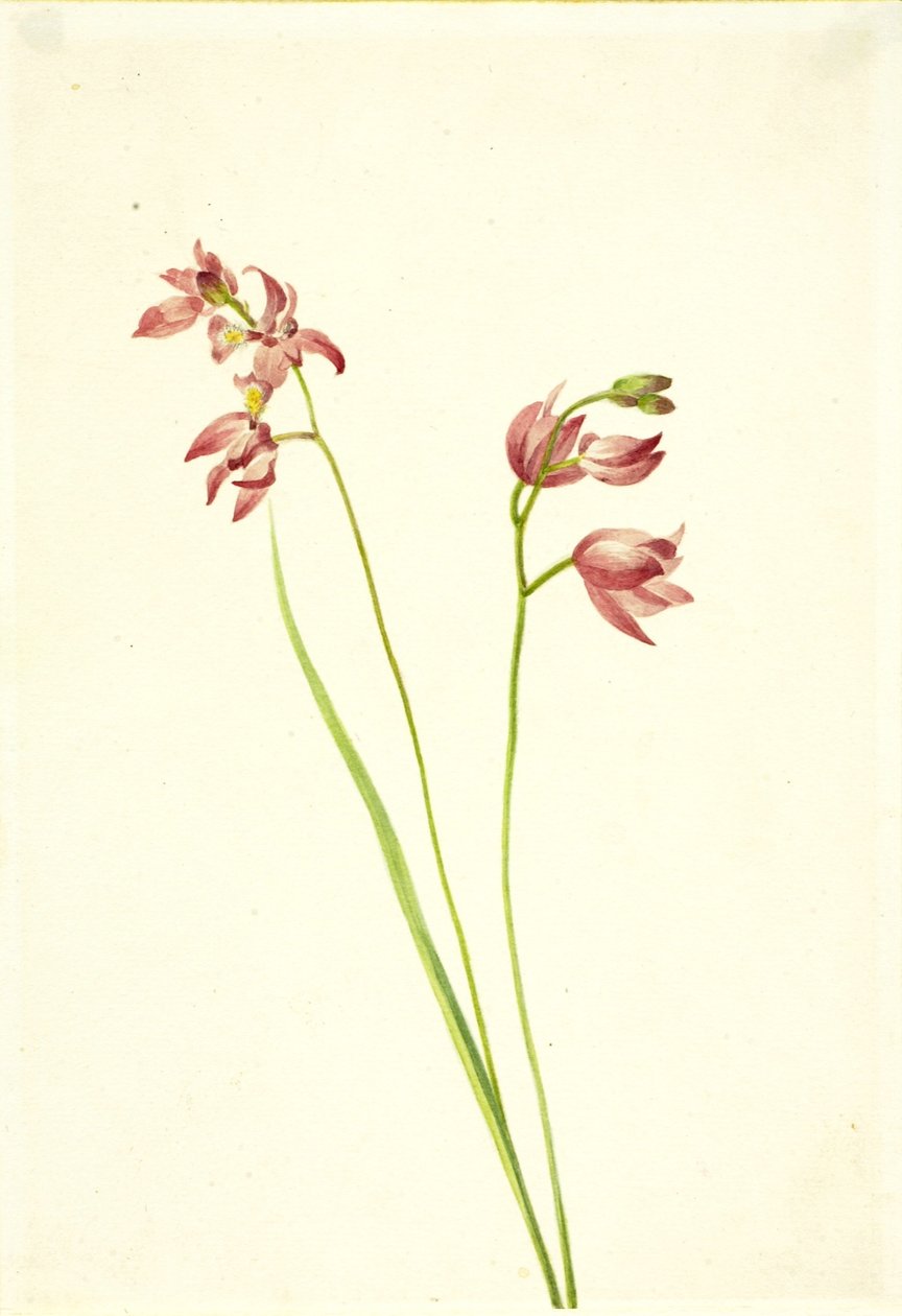 Grasrosa Orchidee (Limodorum tuberosum) von Mary Vaux Walcott