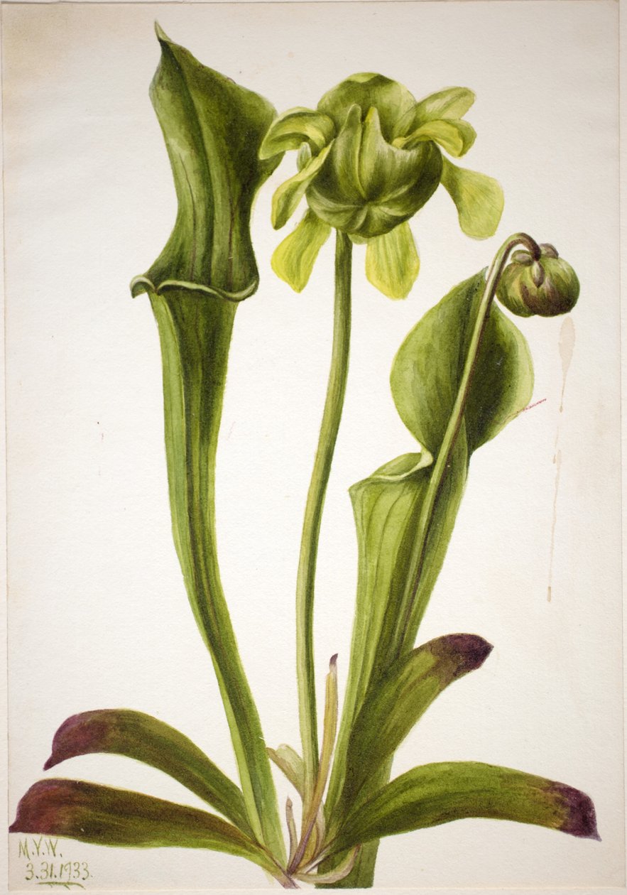 Grüne Schlauchpflanze (Sarracenia orephila) von Mary Vaux Walcott