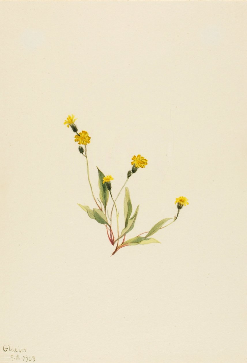 Heieracium gracile, 1903 von Mary Vaux Walcott