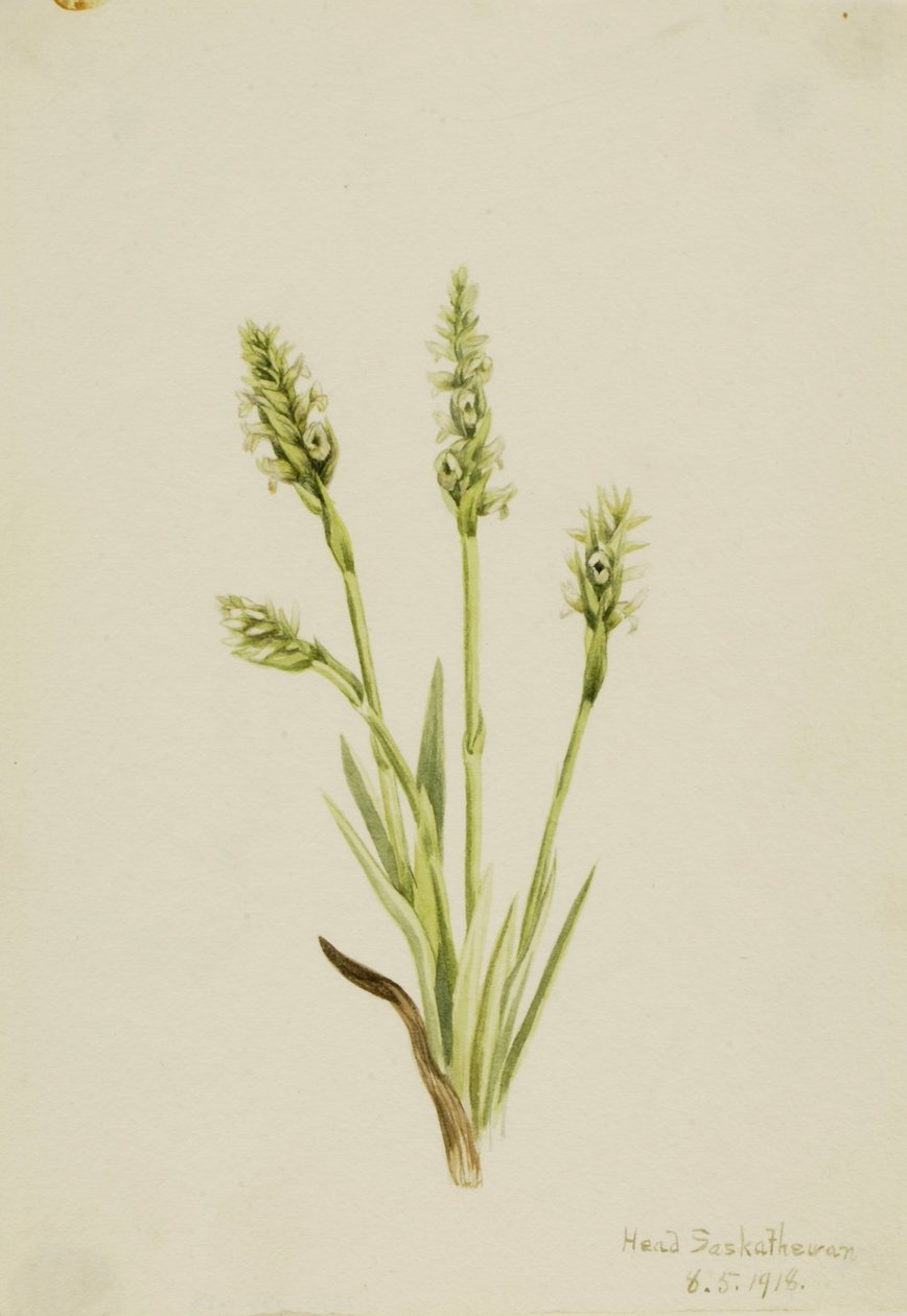 Kapuziner-Ladies-Tresses (Ibidium strictum) von Mary Vaux Walcott