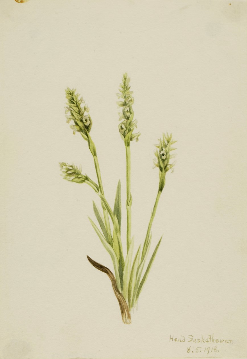 Hooded Ladies-Tresses Ibidium strictum von Mary Vaux Walcott