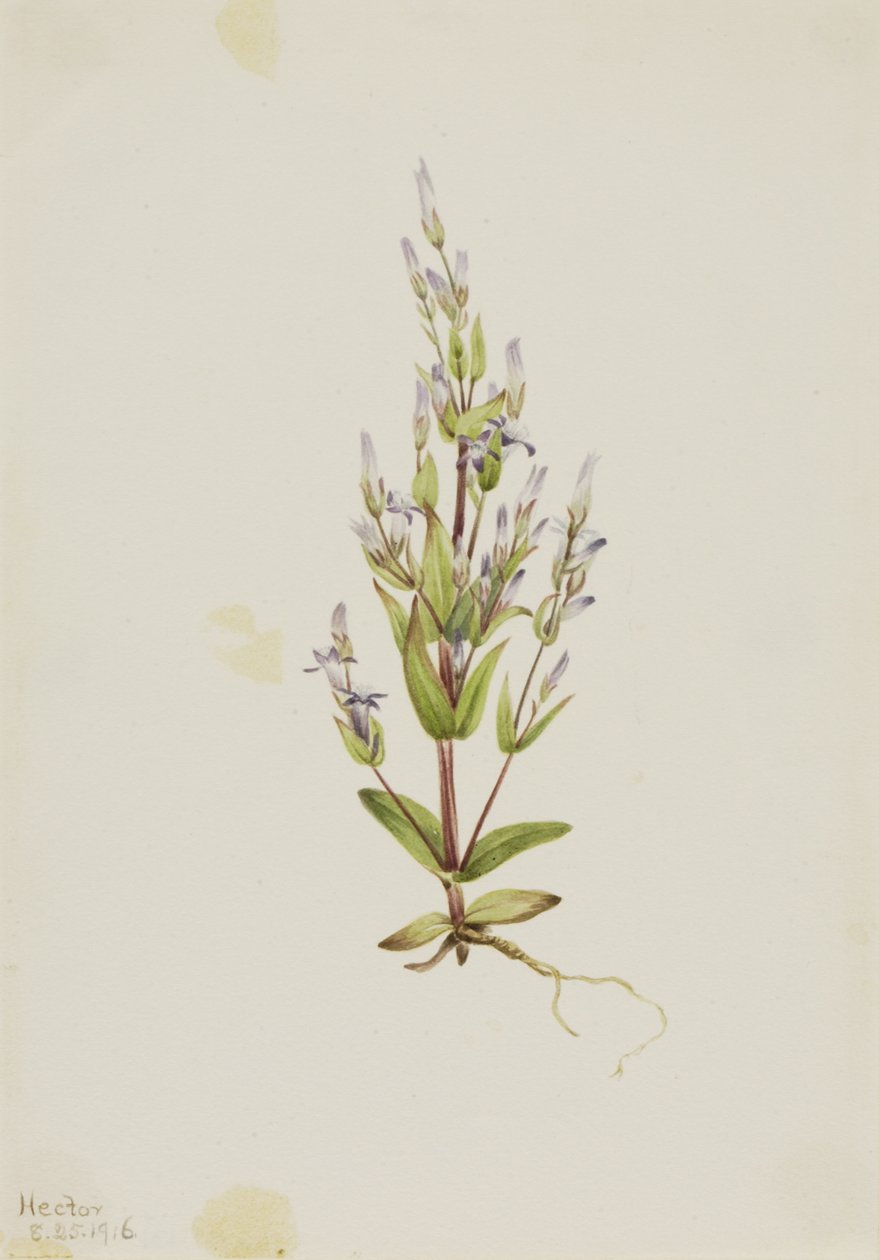 Leiter-Enzian Gentiana acuta, 1916 von Mary Vaux Walcott