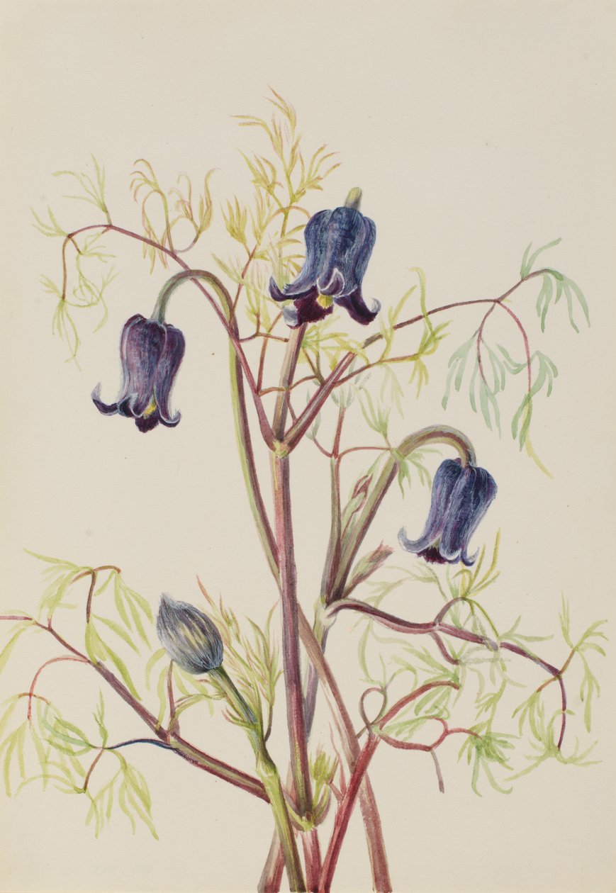 Lederblume Clematis hirsutissima, ca. 1930er Jahre von Mary Vaux Walcott