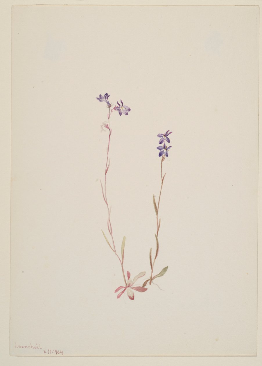 Lobelia Kalmii von Mary Vaux Walcott