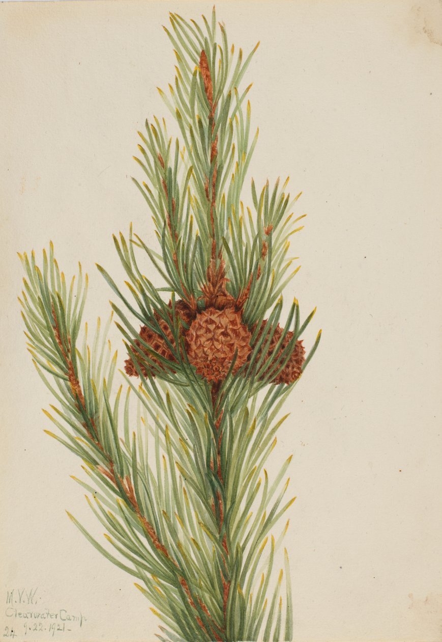 Lodgepole-Kiefer Pinus Contorta murrayana, 1921 von Mary Vaux Walcott