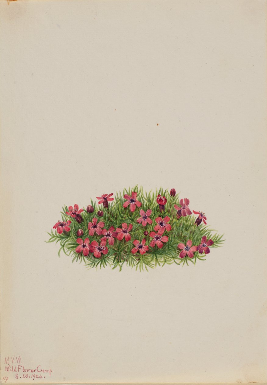 Moos-Steinbrech Silene acaulis, 1924 von Mary Vaux Walcott