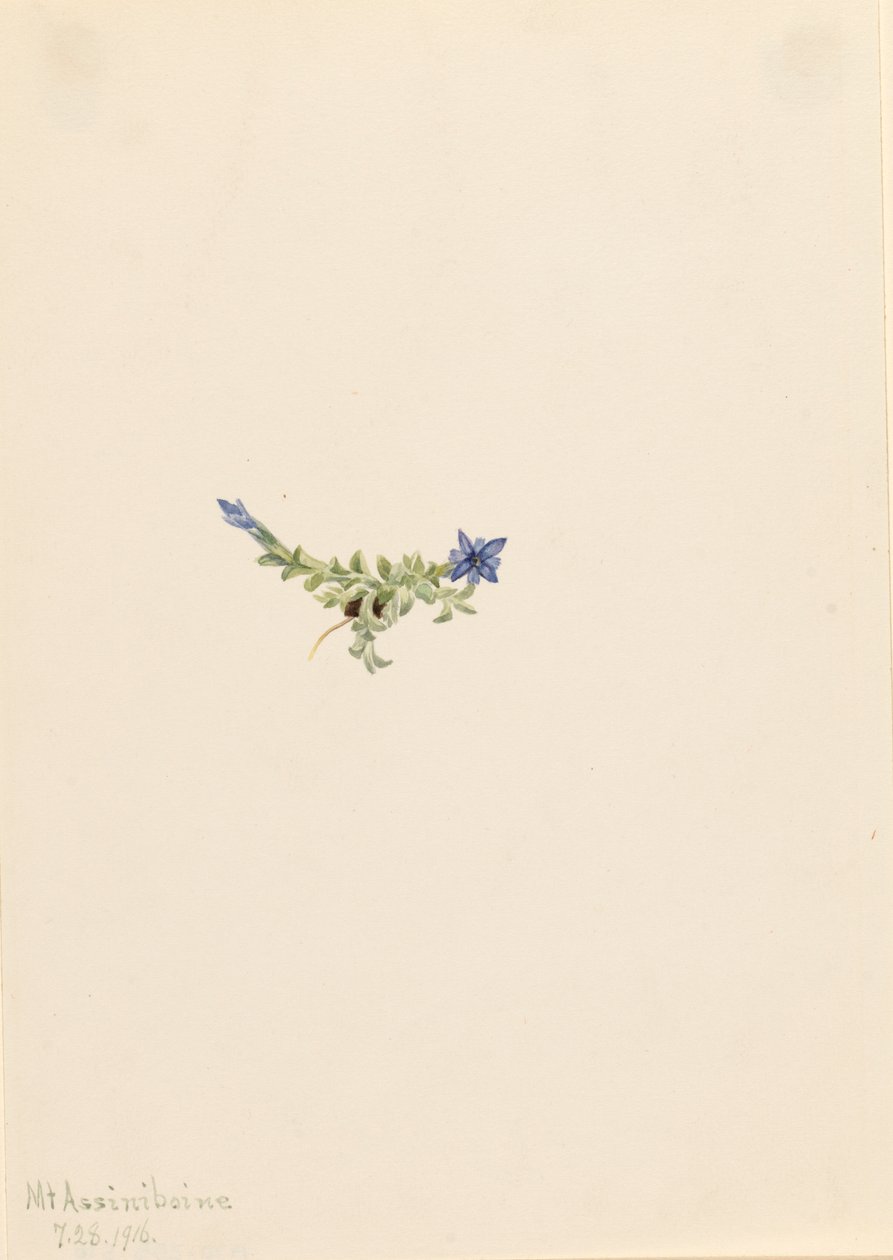 Moos-Enzian Gentiana prostrata, 1916 von Mary Vaux Walcott