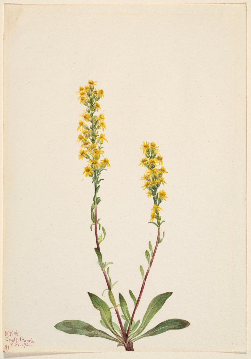 Berg-Goldrute (Solidago oreophila) von Mary Vaux Walcott