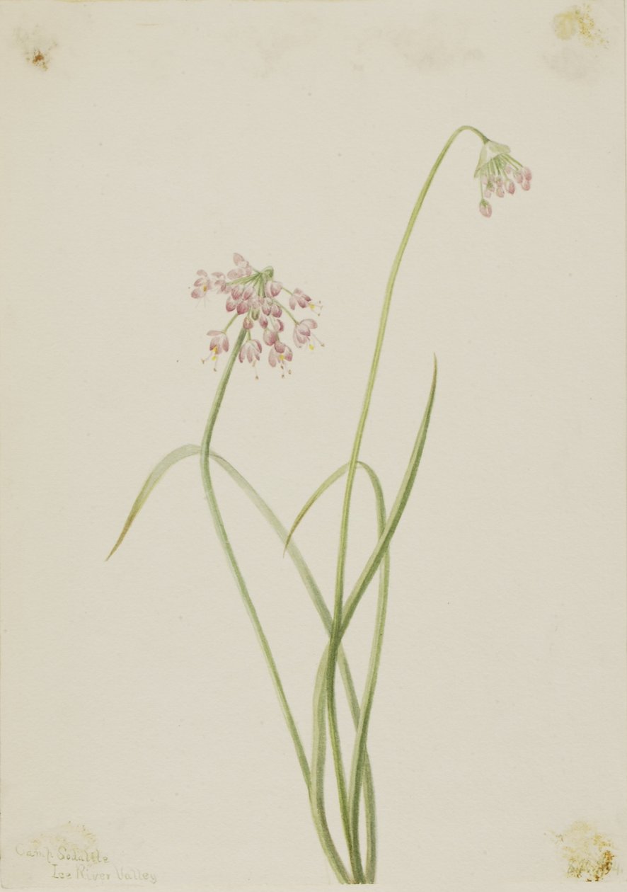 Nickende Zwiebel (Allium cernuum) von Mary Vaux Walcott