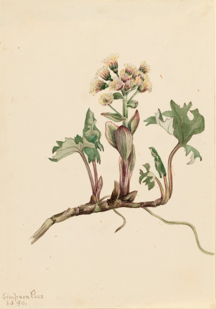 Nördliche Pestwurz (Petasites hyperboreus) von Mary Vaux Walcott