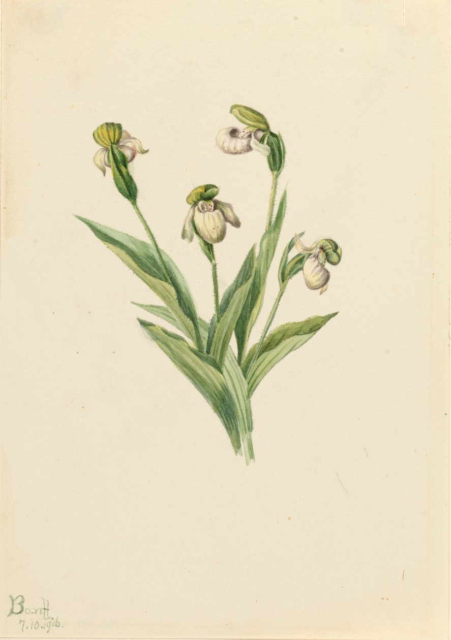Nordamerikanischer Frauenschuh Cypripedium passerinum, 1916 von Mary Vaux Walcott