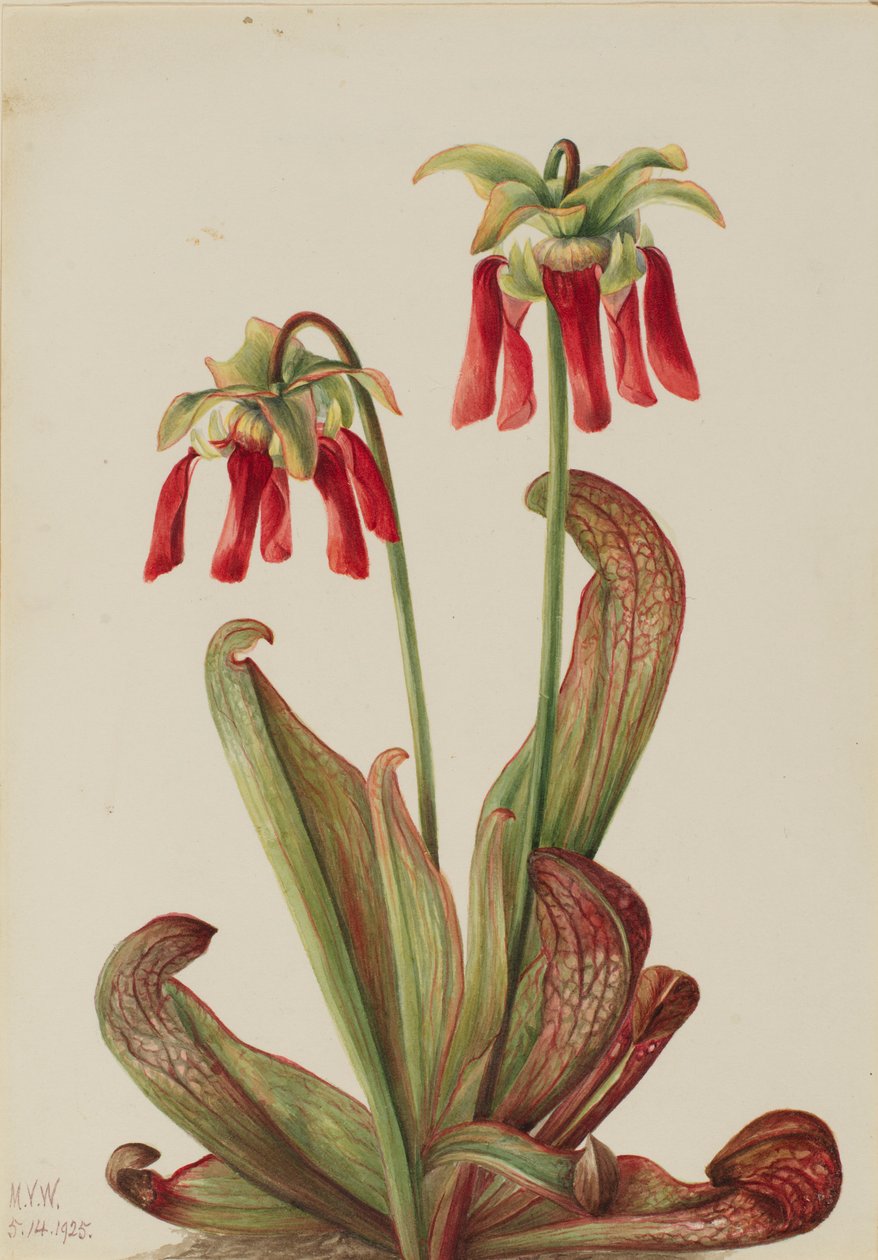 Papageien-Schlauchpflanze (Sarracenia psittacina) von Mary Vaux Walcott