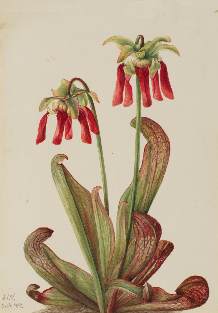 Papageien-Kannenpflanze Sarracenia psittacina, 1925 von Mary Vaux Walcott