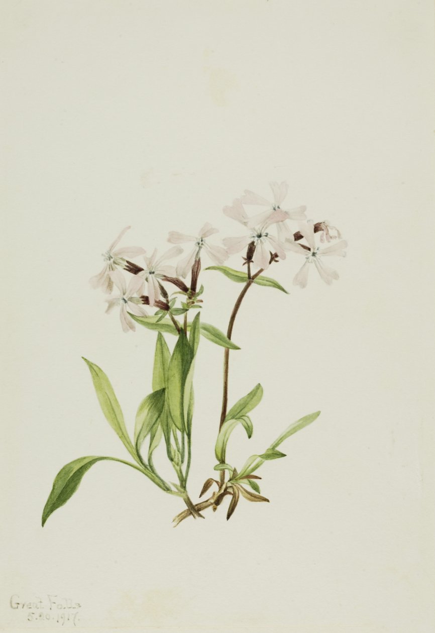 Peatpink Silene caroliniana, 1917 von Mary Vaux Walcott