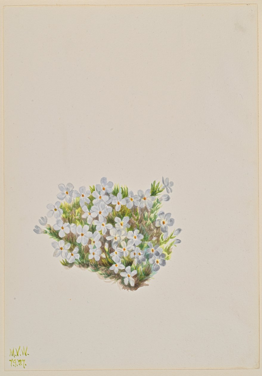 Phlox Phlox caespitosa von Mary Vaux Walcott