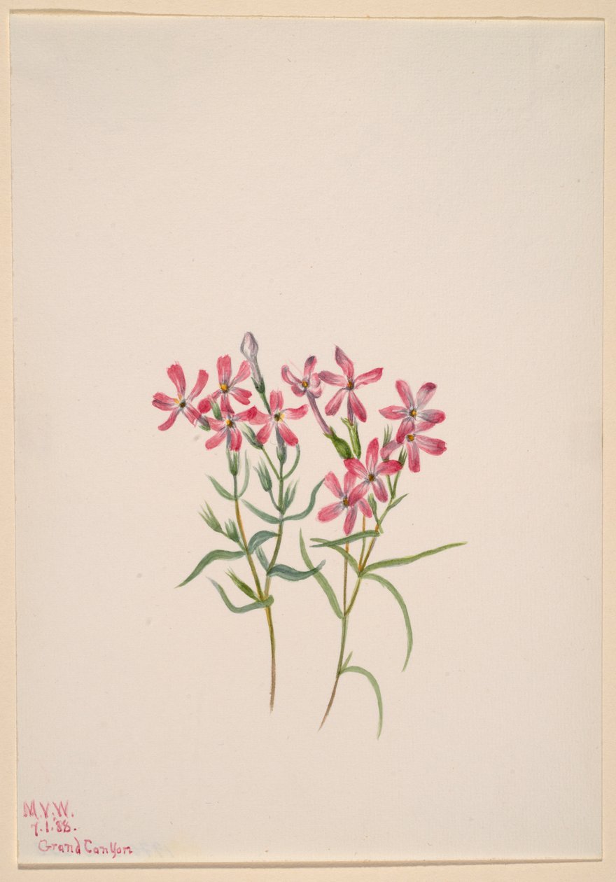 Phlox stansburyi von Mary Vaux Walcott