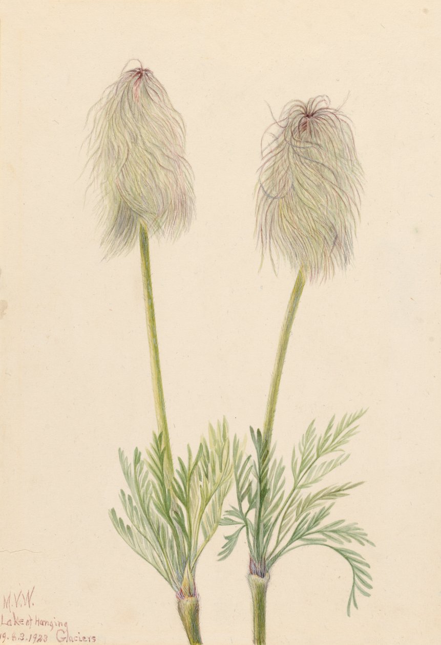 Federanemone Pulsatilla occidentalis, 1923 von Mary Vaux Walcott