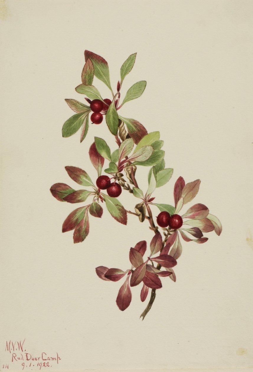 Alpenbärentraube Arctous alpina, 1922 von Mary Vaux Walcott