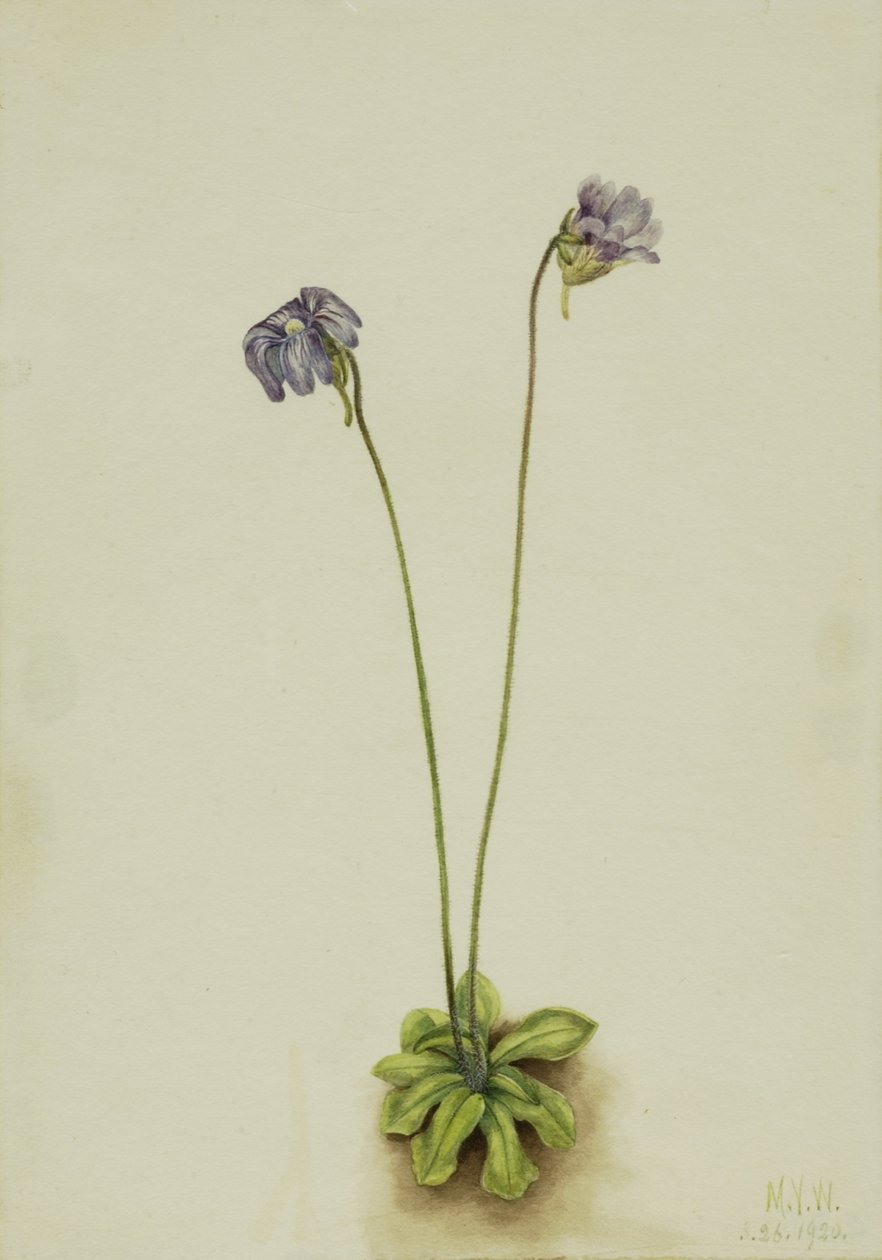 Lila Fettkraut (Pinguicula elatior) von Mary Vaux Walcott