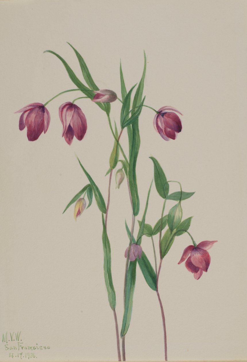 Lila Feenlaterne Calochortus anoenum, 1936 von Mary Vaux Walcott