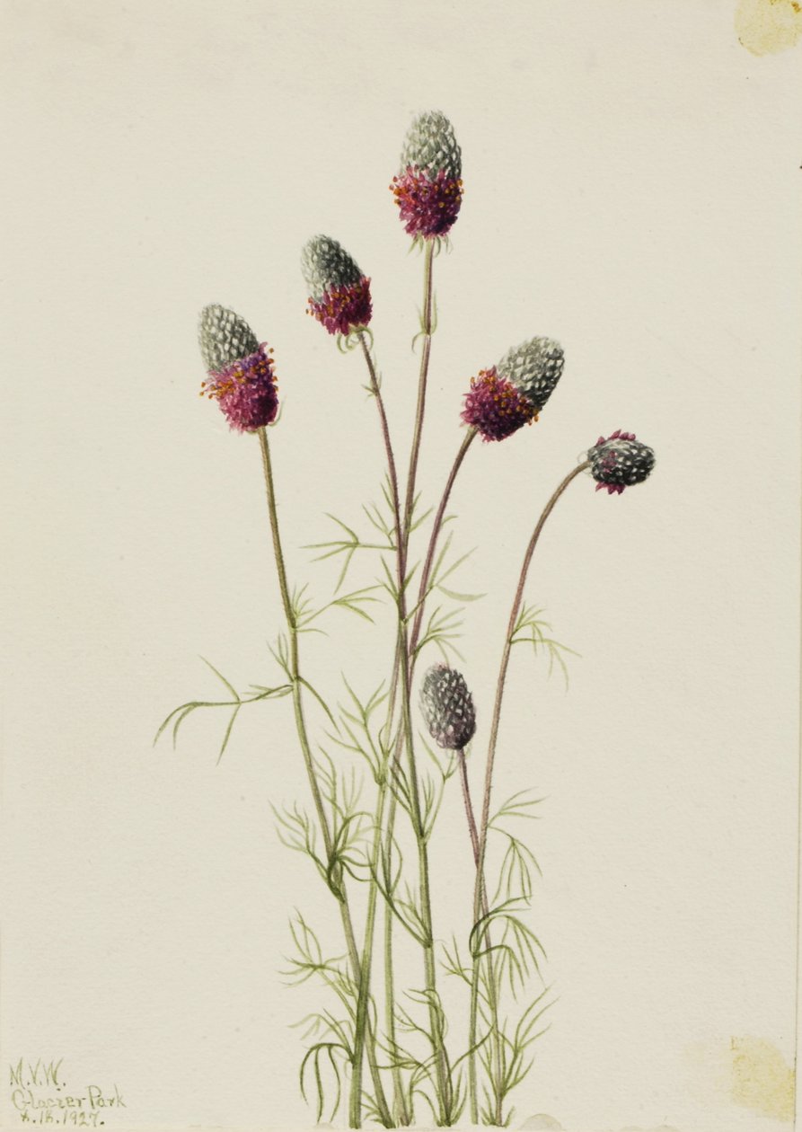 Purpur-Prärieklee (Petalostemon purpureum) von Mary Vaux Walcott