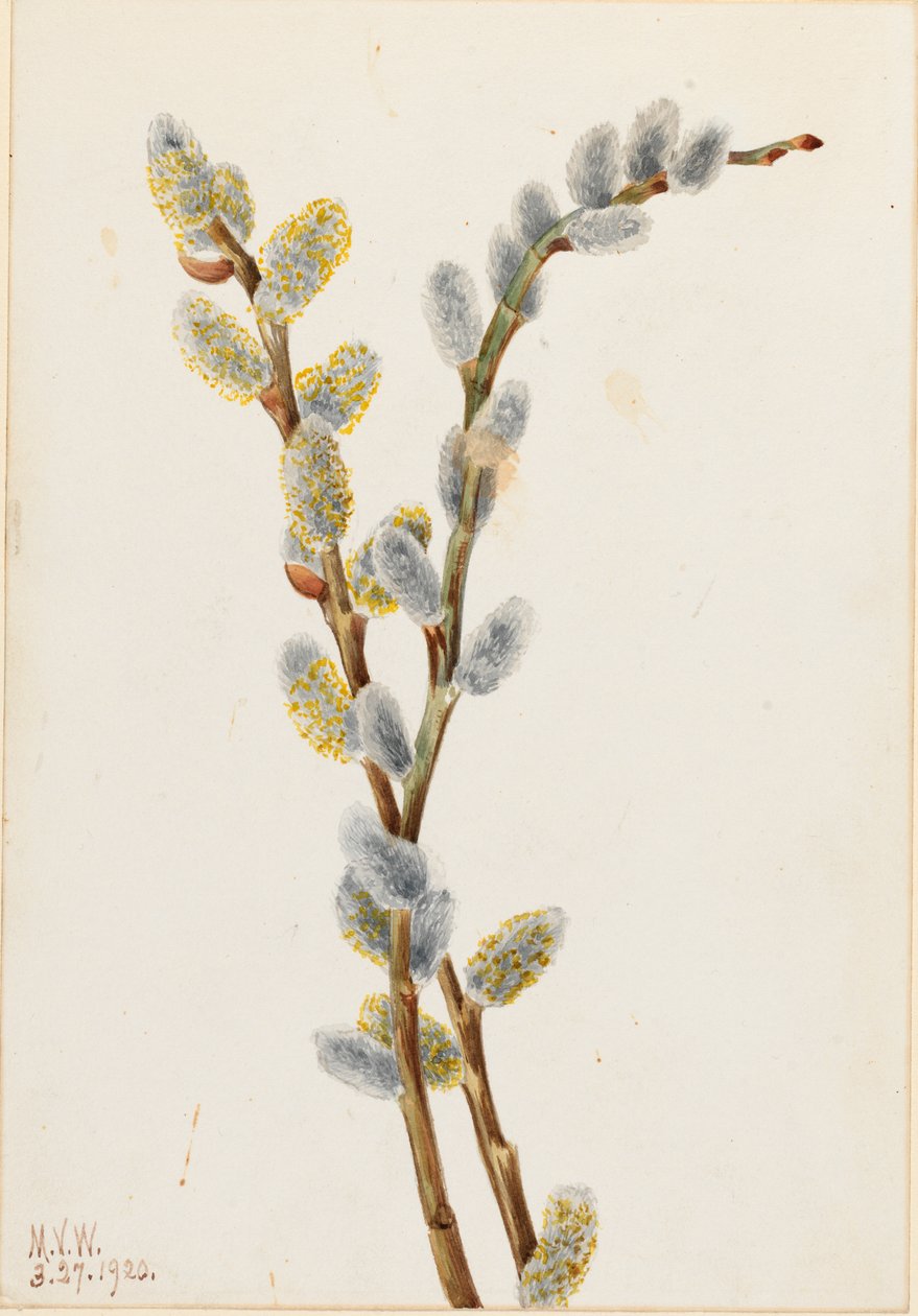 Weidenkätzchen (Salix discolor) von Mary Vaux Walcott
