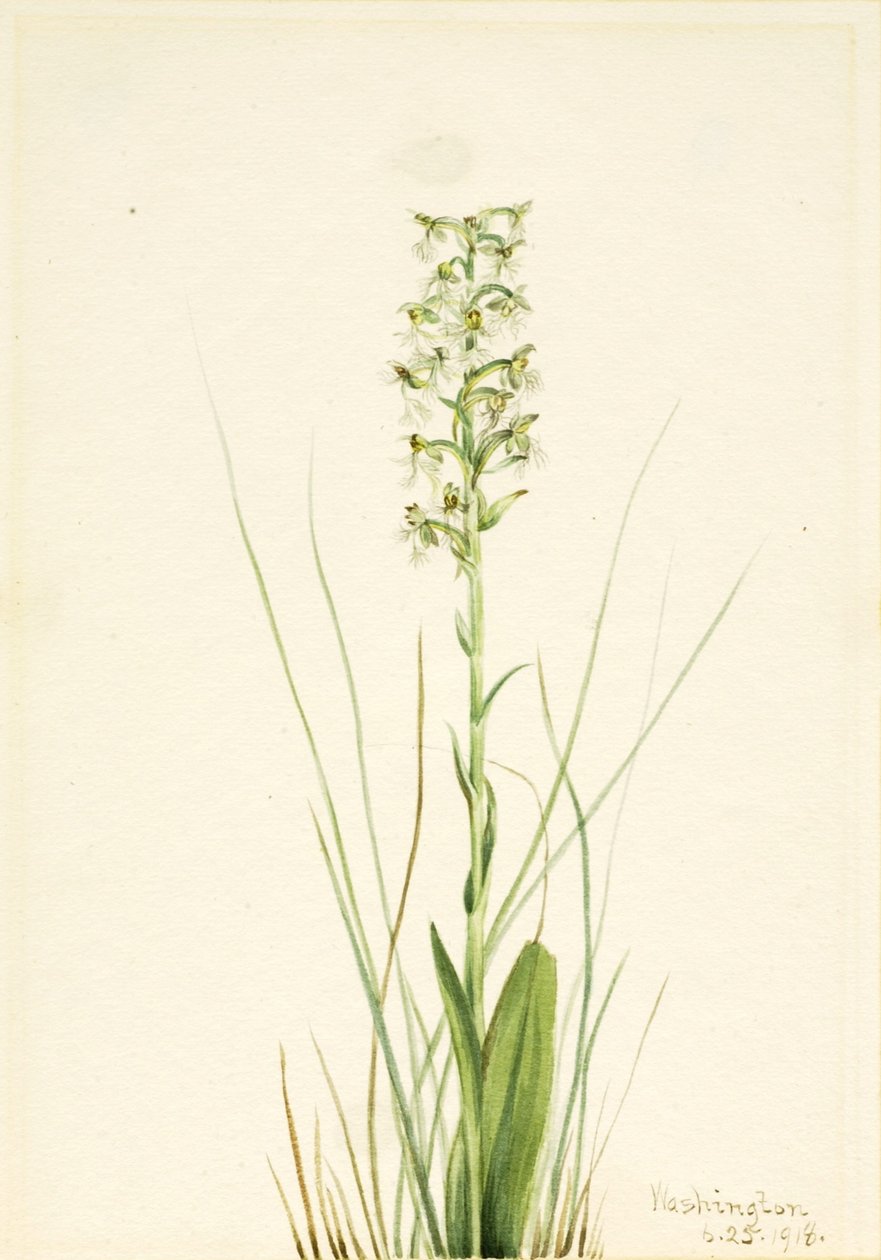 Zerzauste Fransenorchidee (Habenaria lacera) von Mary Vaux Walcott
