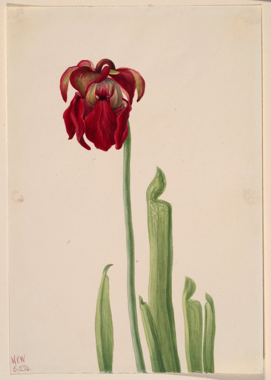 Roter Schlauchpflanze (Sarracenia jonesii) von Mary Vaux Walcott