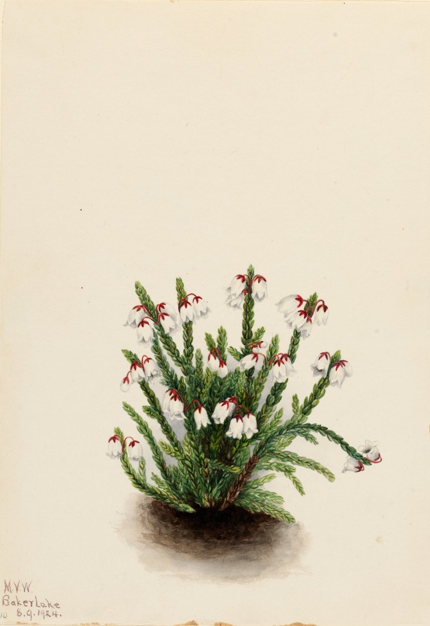 Rocky Mountain Cassiope von Mary Vaux Walcott