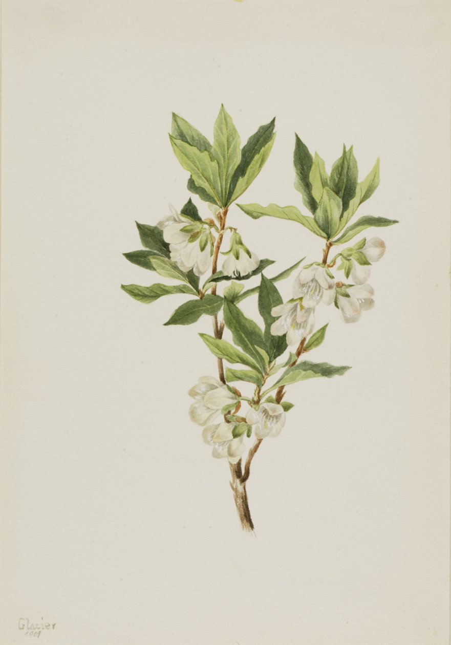Rocky Mountain Rhododendron Rhododendron albiflorum, 1901 von Mary Vaux Walcott