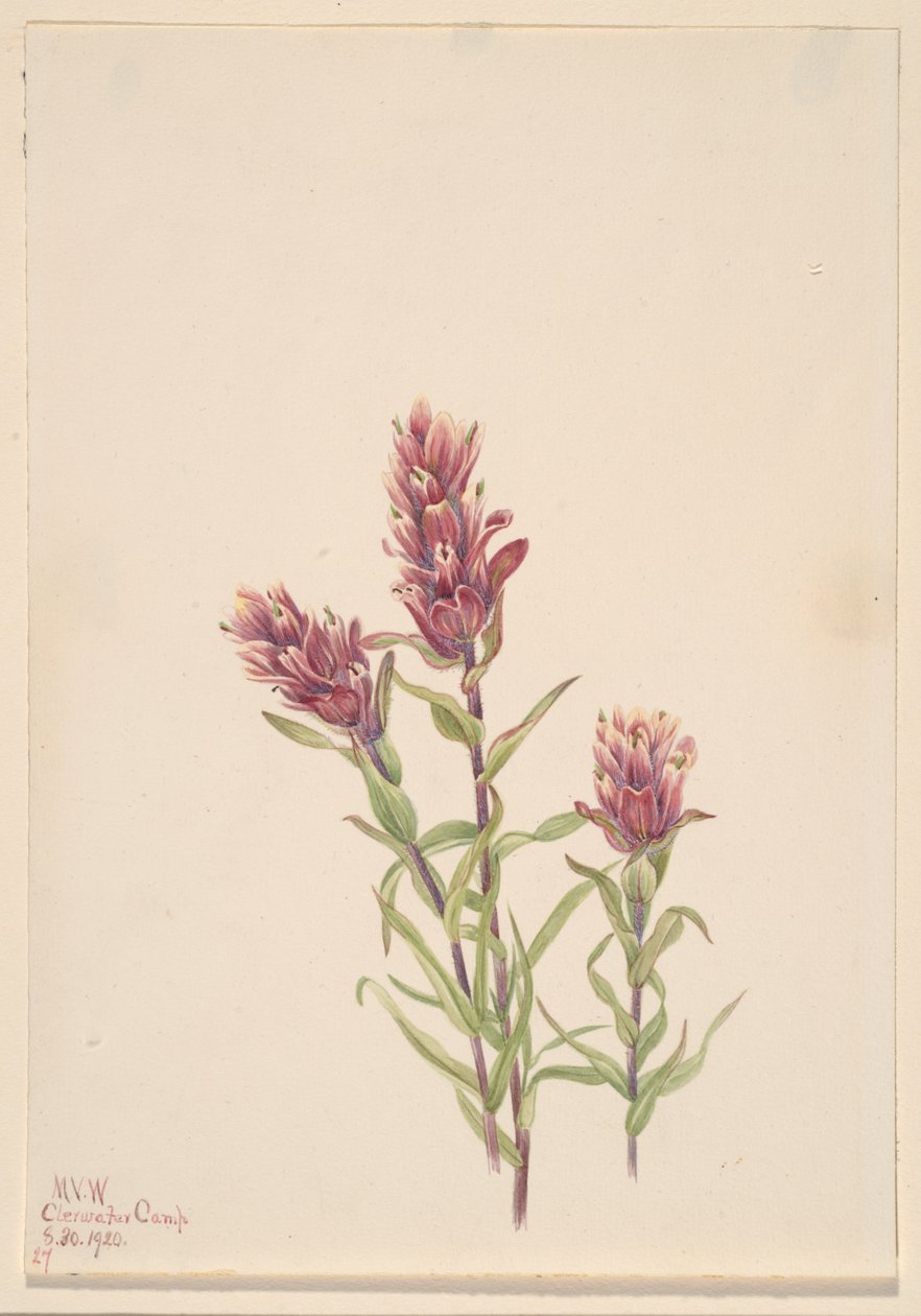 Rosenmalerpinsel Castilleja pallida, 1920 von Mary Vaux Walcott