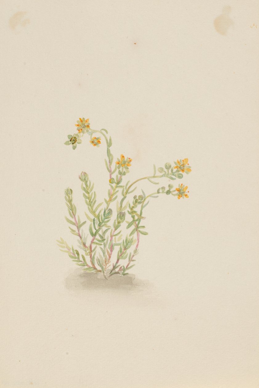 Sedum stenopetalum von Mary Vaux Walcott