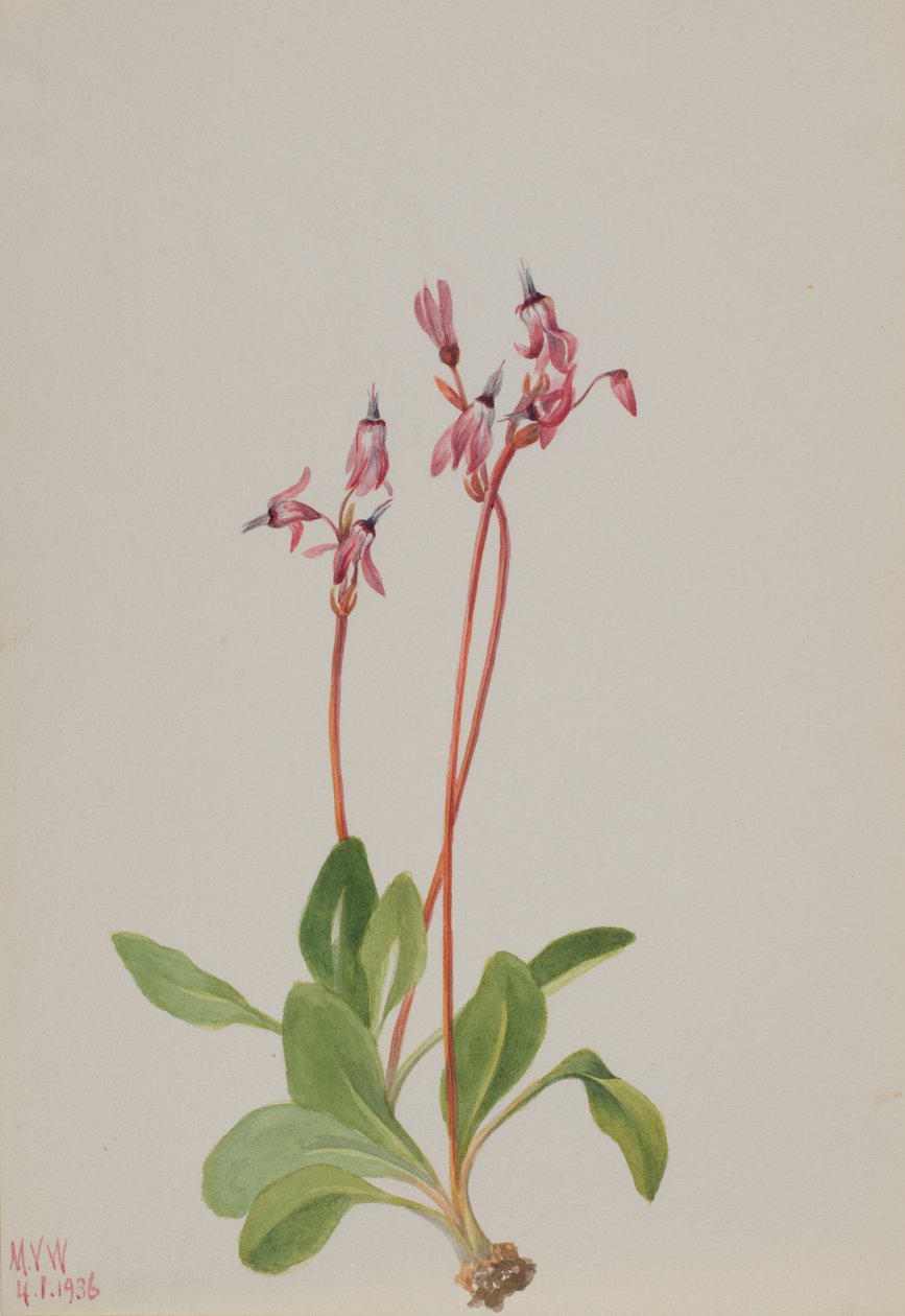 Schießender Stern Dodecatheon hendersonii, 1936 von Mary Vaux Walcott