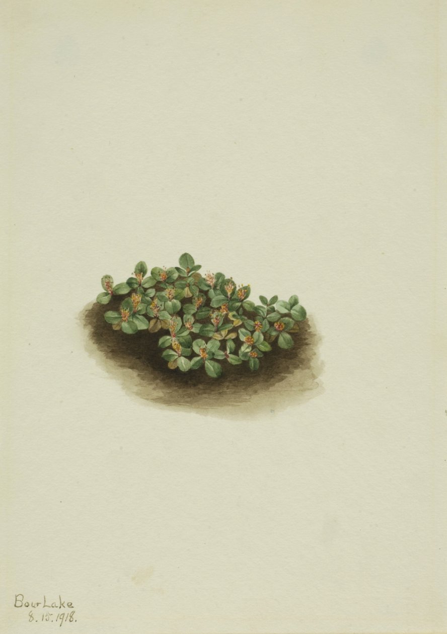 Schnee-Weide Salix nivalis, 1918 von Mary Vaux Walcott