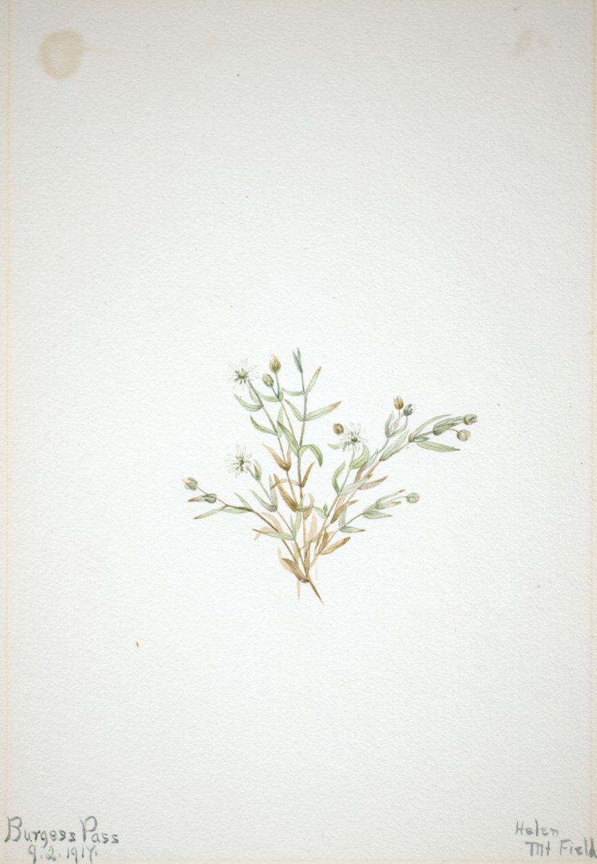 Stelleria leata von Mary Vaux Walcott