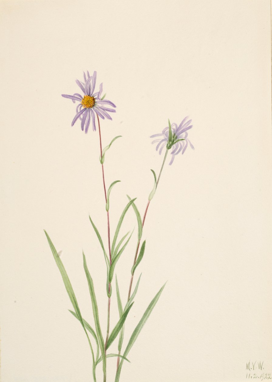 Sumpfaster Aster paludosus, 1922 von Mary Vaux Walcott