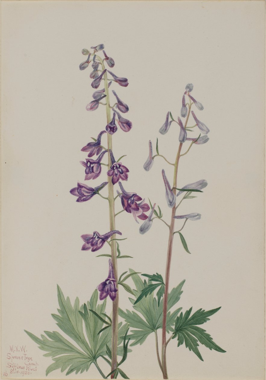 Hoher Rittersporn (Delphinium elongatum) von Mary Vaux Walcott