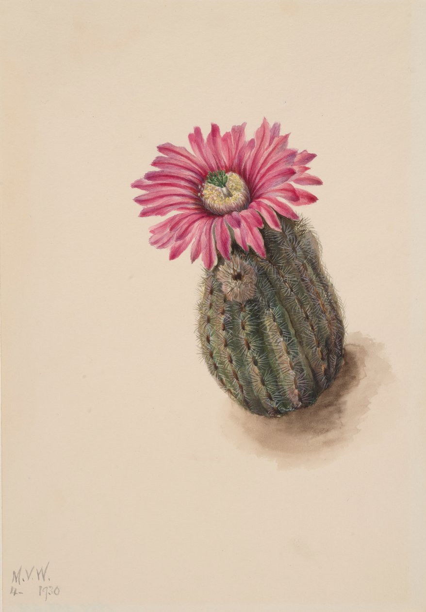 Truthahnhauptkaktus Echinocerus perbellus, 1930 von Mary Vaux Walcott