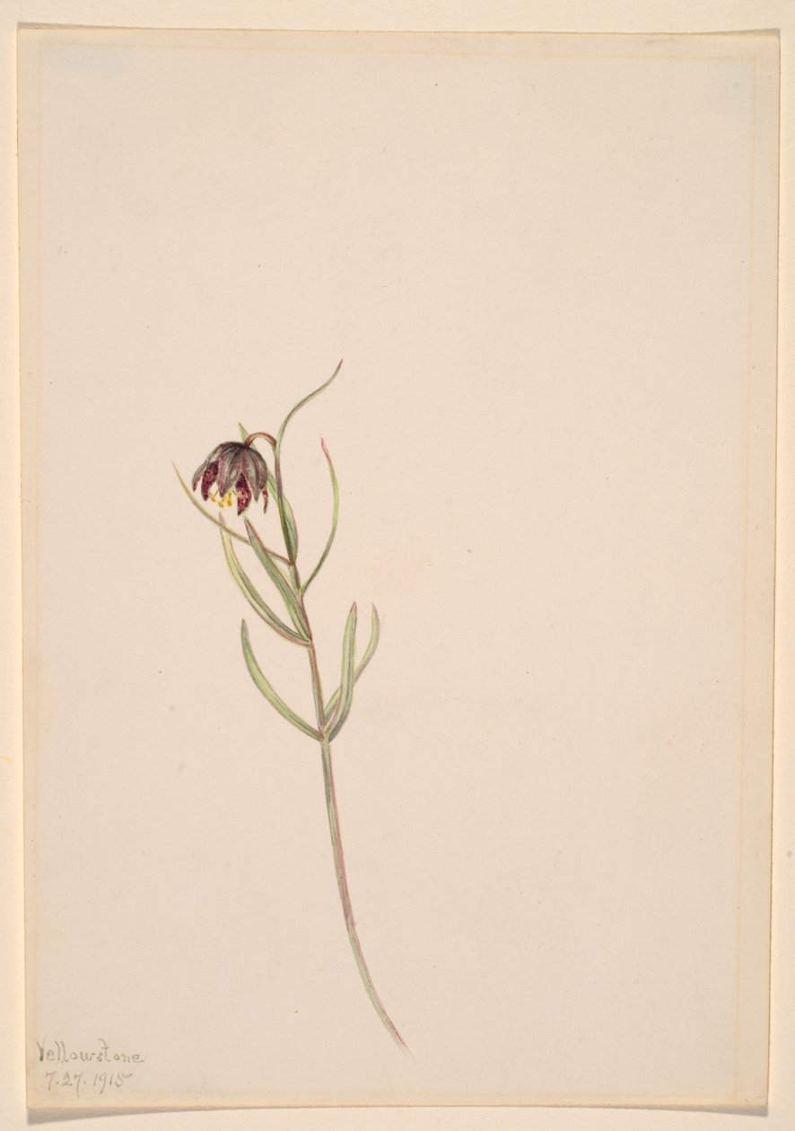Ohne Titel--Blumenstudie von Mary Vaux Walcott
