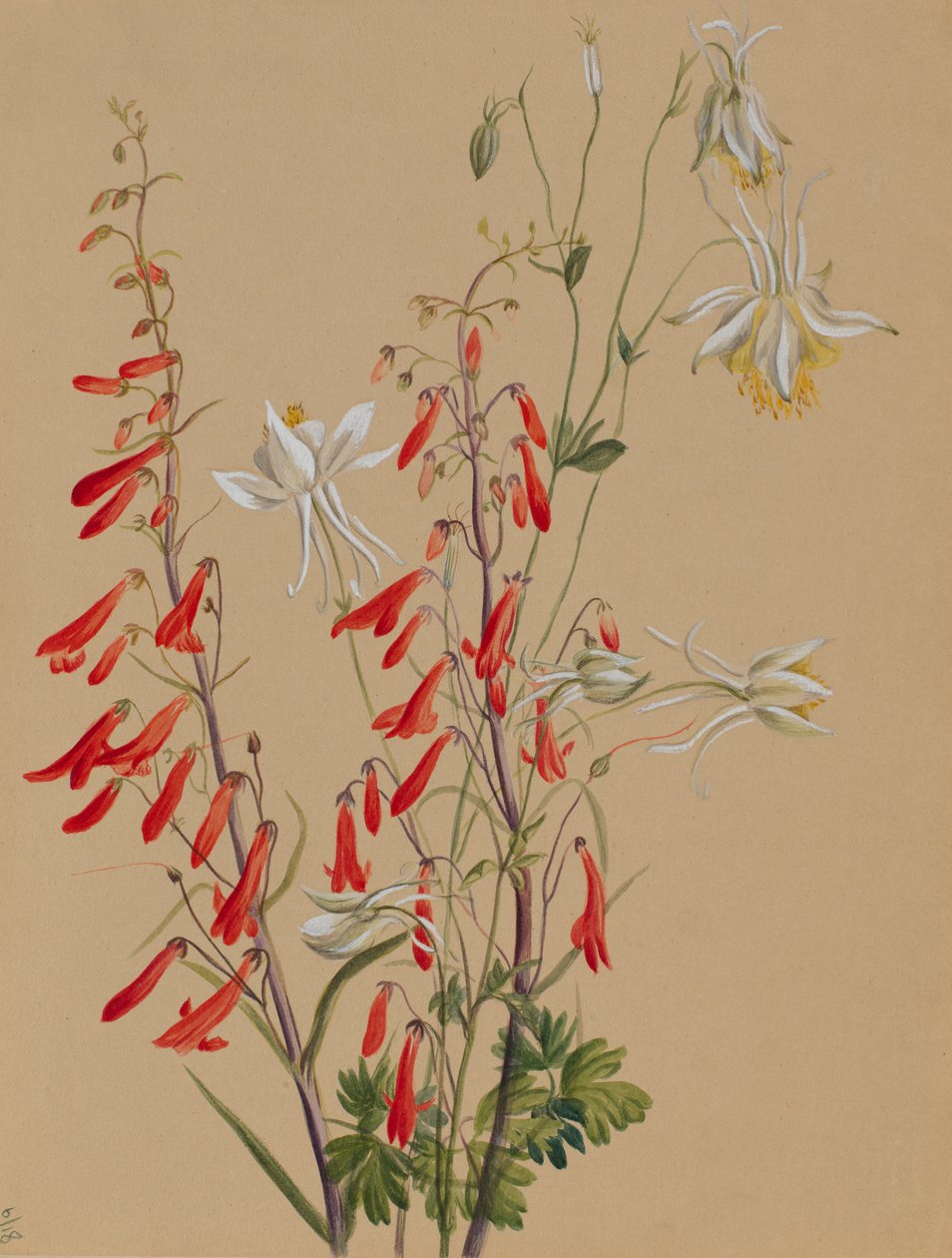 Ohne Titel--Blumenstudie von Mary Vaux Walcott