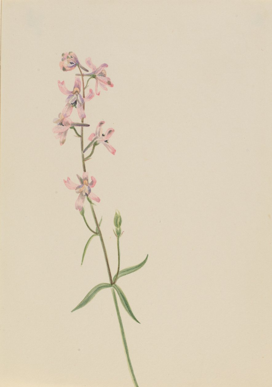 Ohne Titel - Blumenstudie von Mary Vaux Walcott