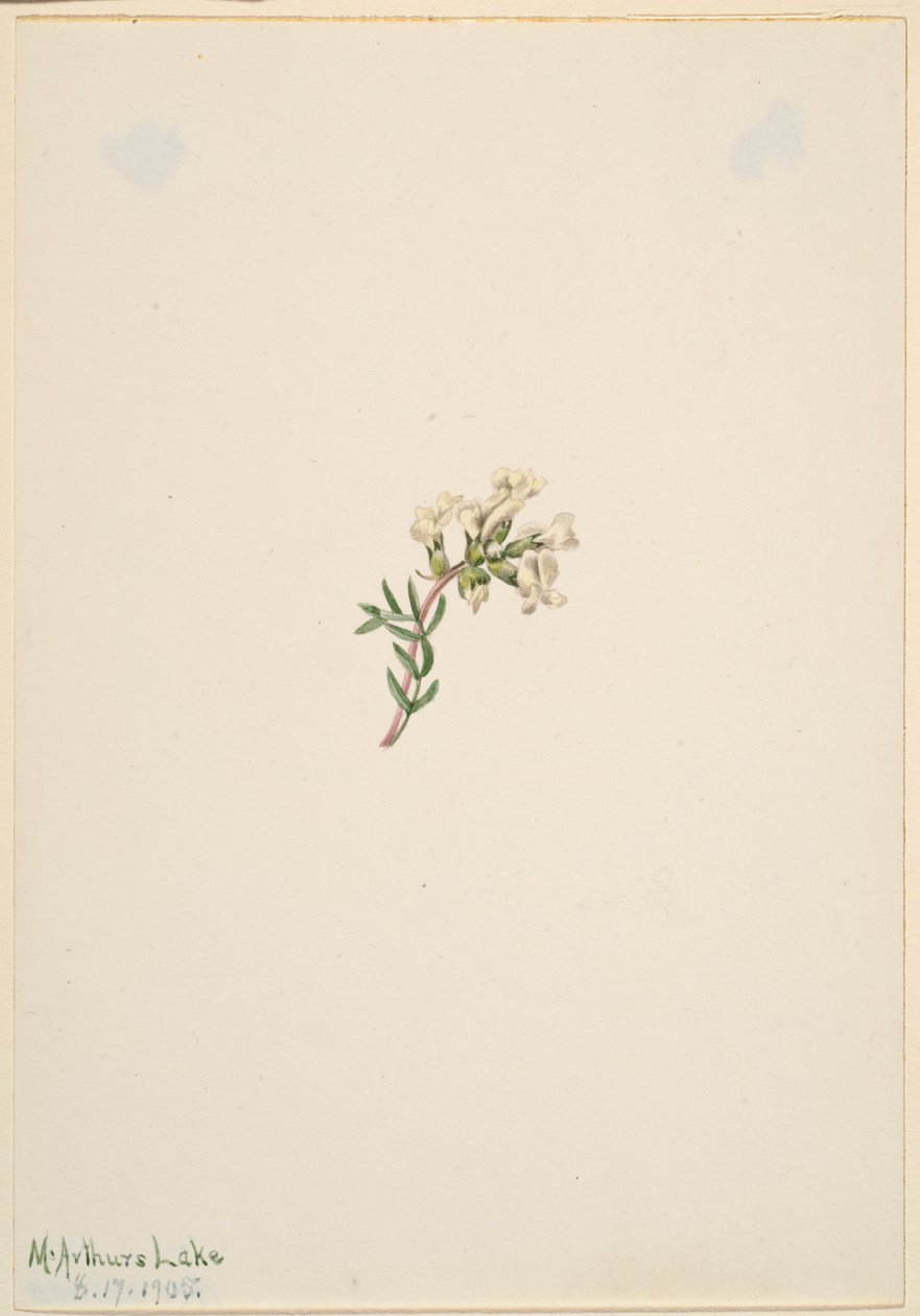 Ohne Titel - Blumenstudie von Mary Vaux Walcott