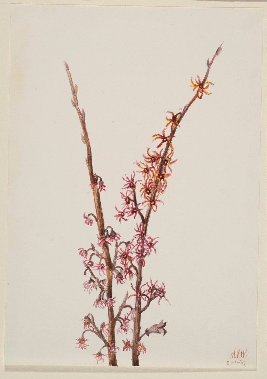 Ohne Titel - Pflanzenstudie von Mary Vaux Walcott