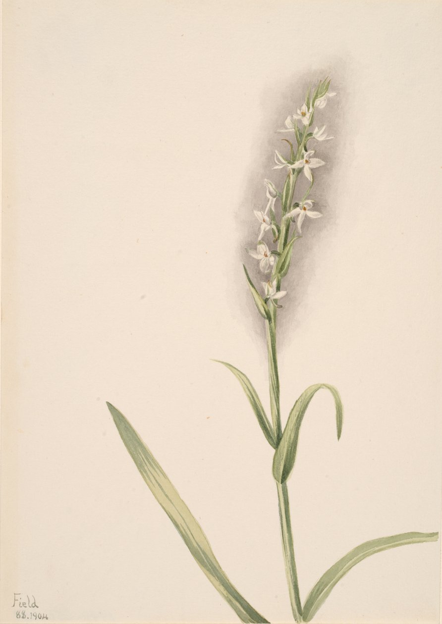 Ohne Titel - Pflanzenstudie, 1904 von Mary Vaux Walcott