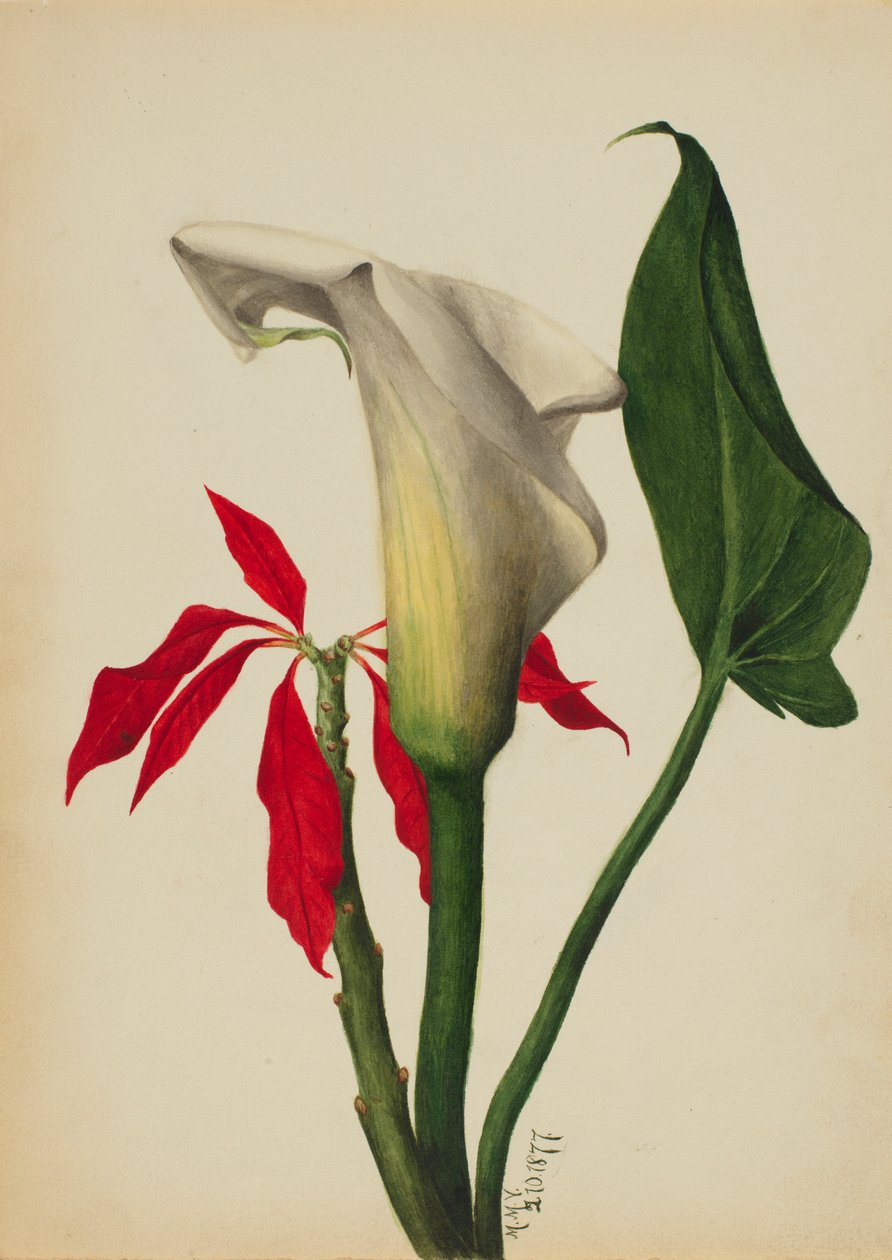 Ohne Titel (Calla-Lilie) von Mary Vaux Walcott