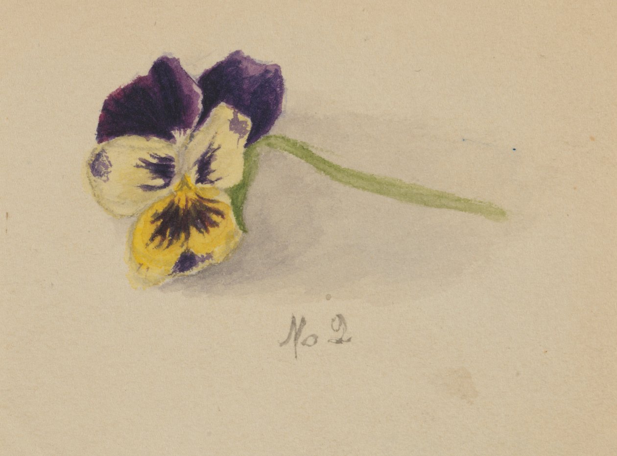 Ohne Titel (Stiefmütterchen) von Mary Vaux Walcott