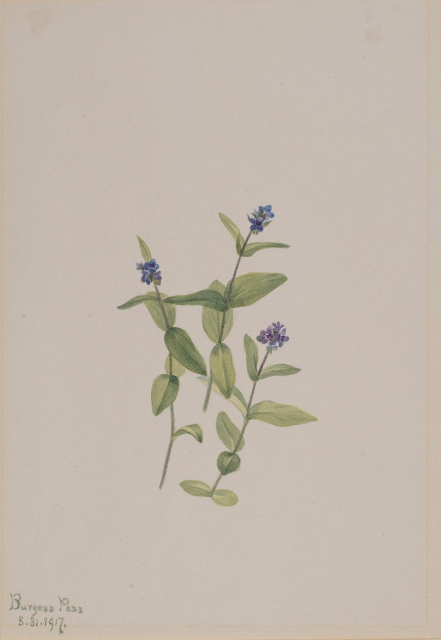 Veronica wormskjoldii von Mary Vaux Walcott