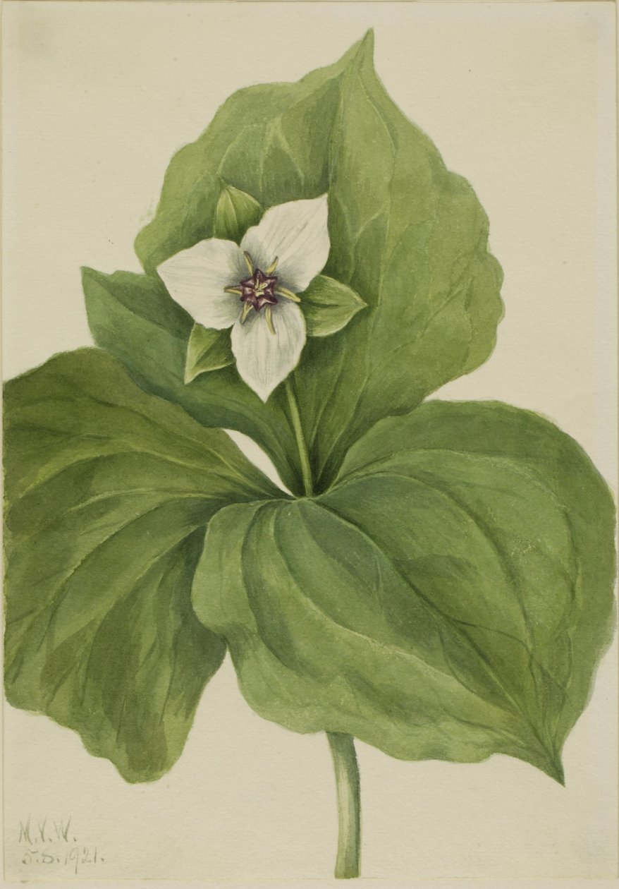 Wachs-Dreiblatt (Trillium album) von Mary Vaux Walcott