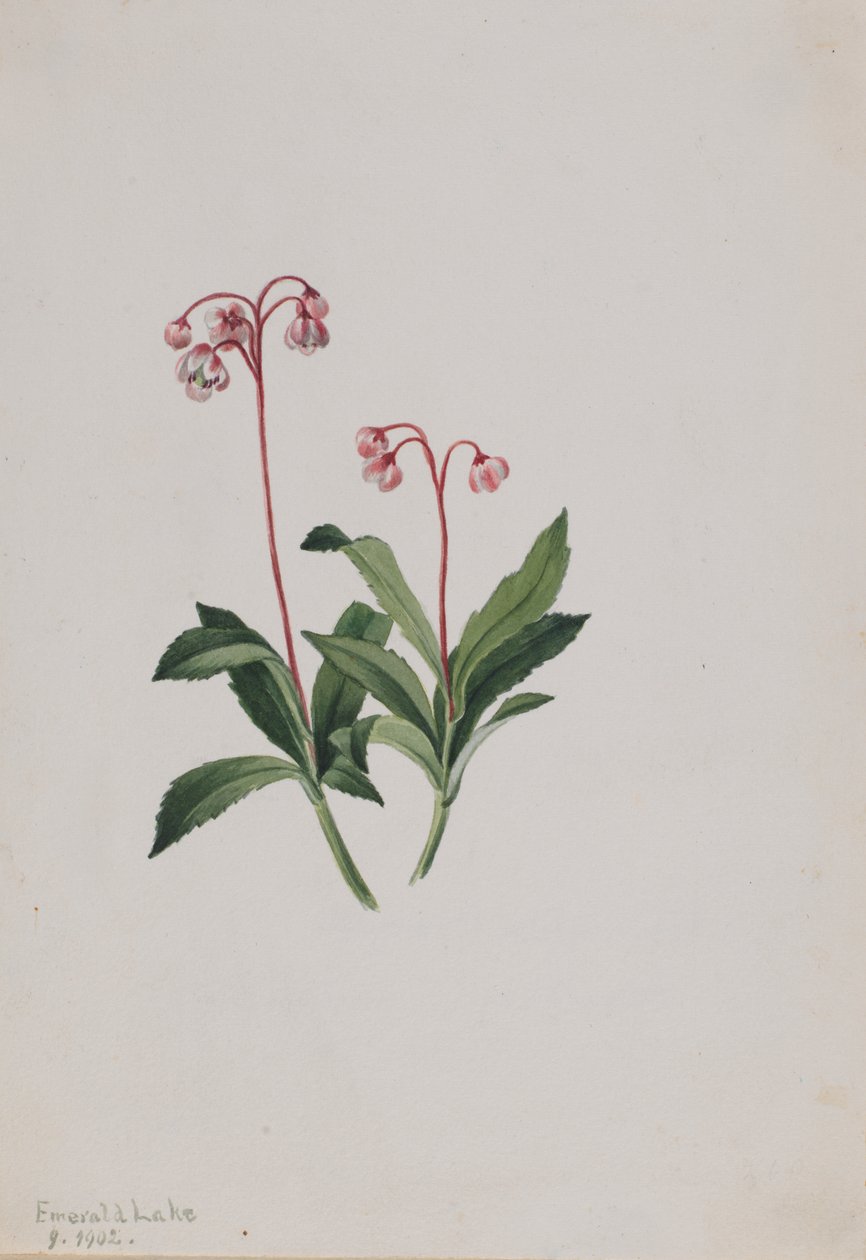 Westliche Pipsissewa (Chimaphila umbellata) von Mary Vaux Walcott