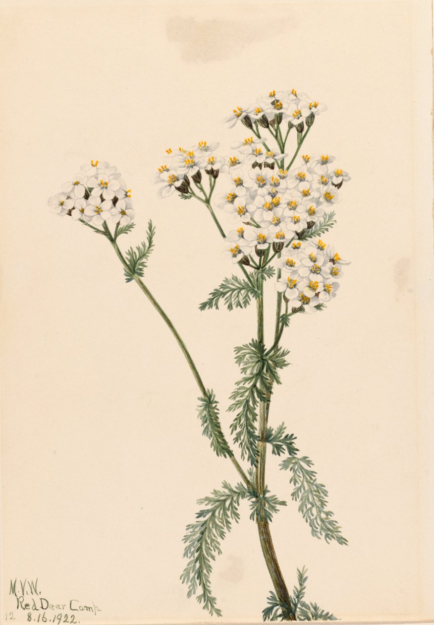 Westliche Schafgarbe Achillea lanulosa von Mary Vaux Walcott